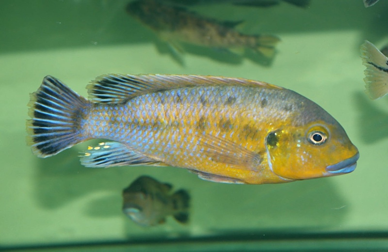 Pseudotropheus sp. 'williamsi north' Makonde